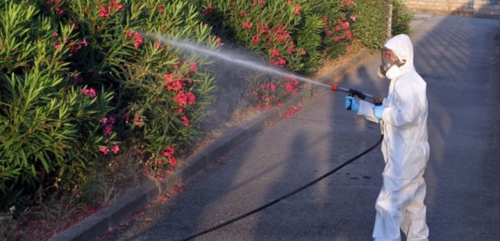 sc et avenir polygales à feuilles de myrte