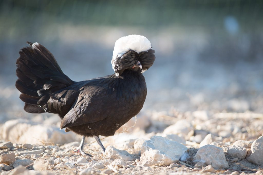 Hollandaise Huppée naine